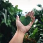 green-heart-heart-shaped-leaves-in-hands-natural