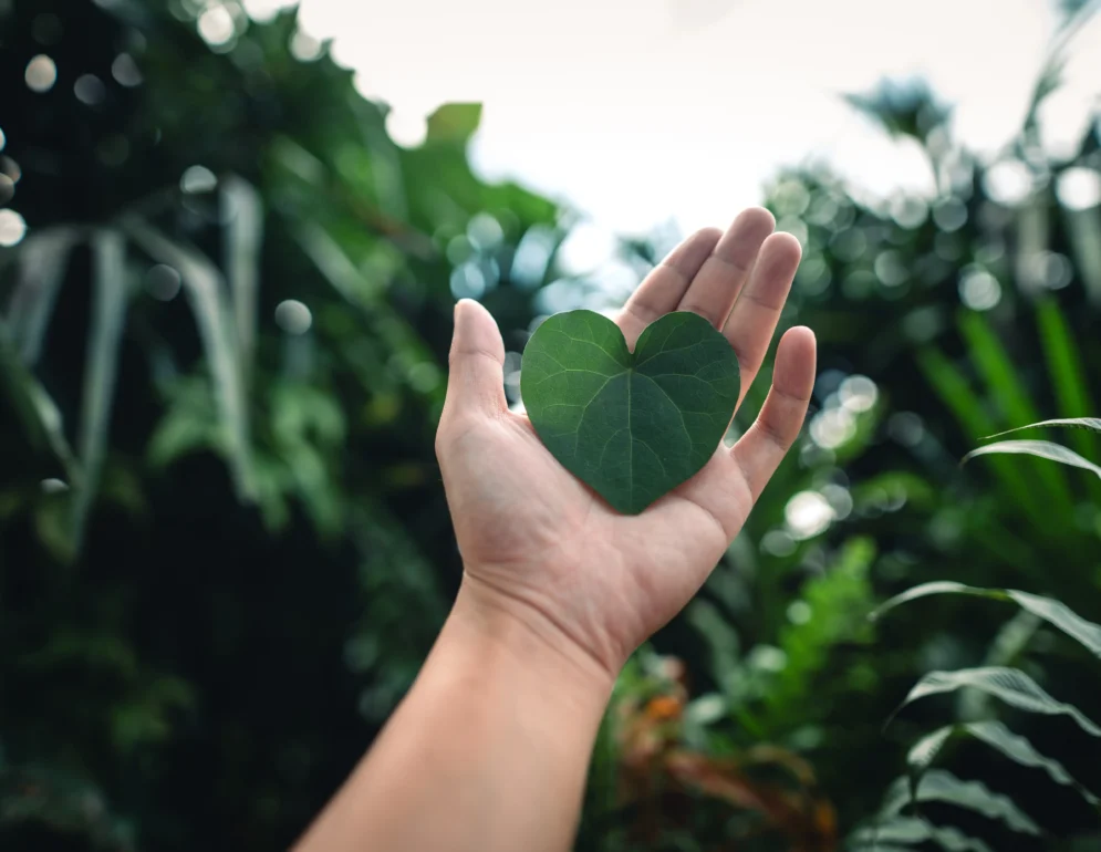 green-heart-heart-shaped-leaves-in-hands-natural