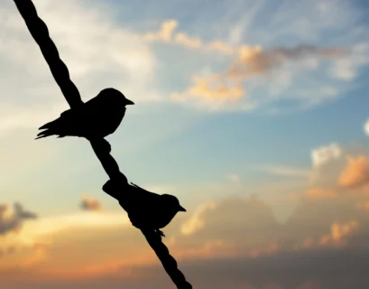 silhouette-of-two-birds-sitting-on-the-rope-under