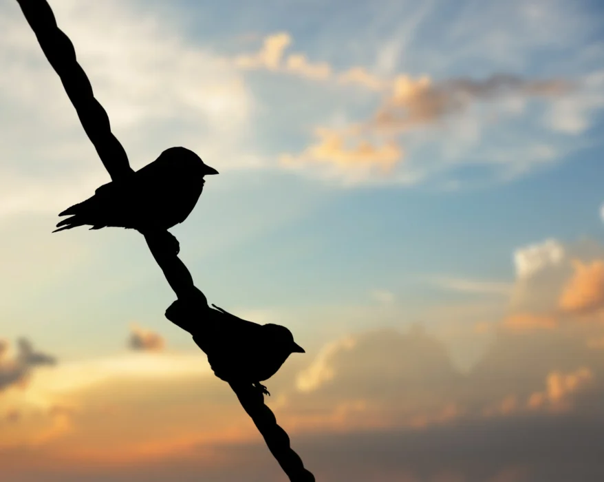 silhouette-of-two-birds-sitting-on-the-rope-under